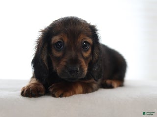 Miniature Dachshund dogs Daisy - Ad 20
