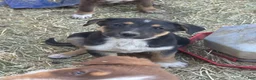 Mixed Breed dogs for sale: Mixed Breed Puppy 1 - Ad 2