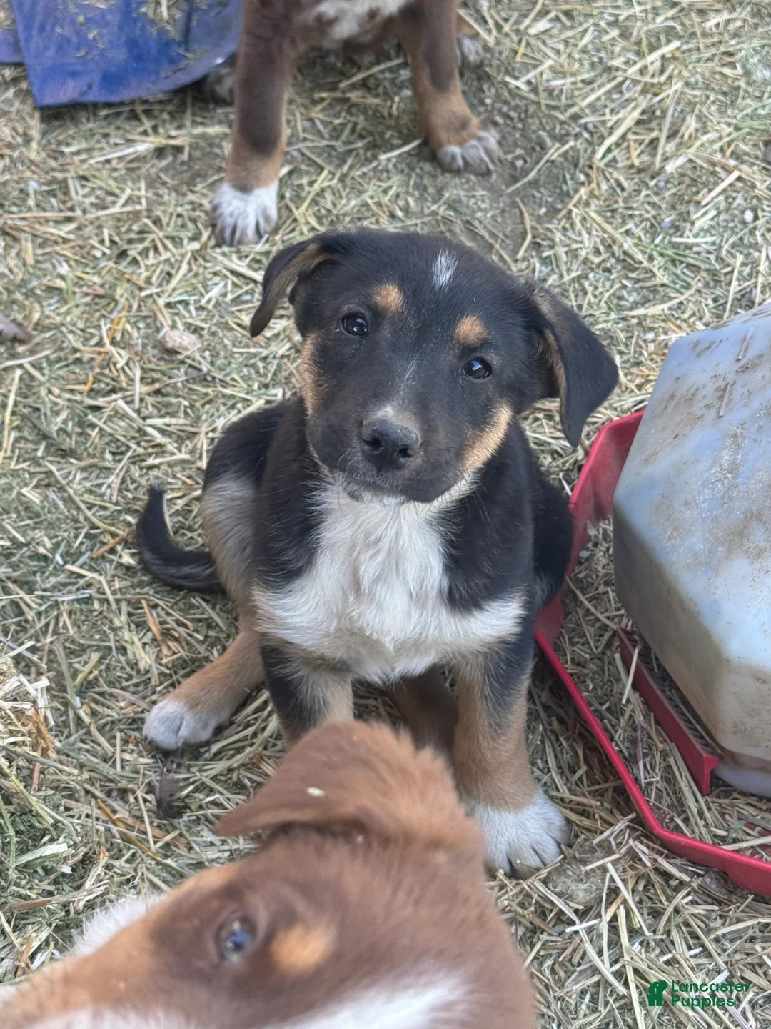 Mixed Breed dogs for sale: Mixed Breed Puppy 1 - Ad 2