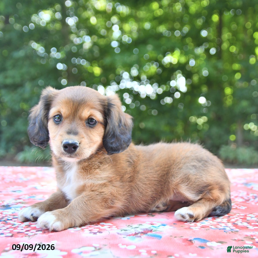 Mixed Breed dogs Dixie - Ad 2