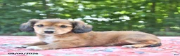 Mixed Breed dogs for sale: Dixie - Ad 2