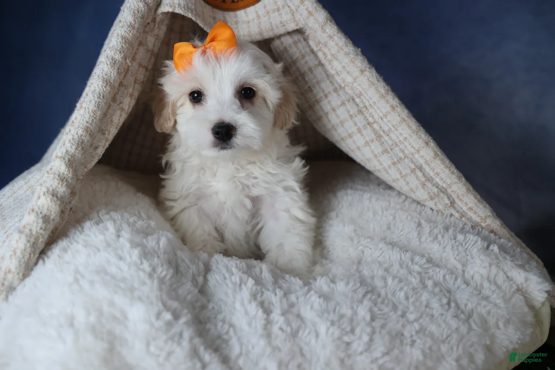 Havapoo dogs for sale: FROSTY - Ad 11