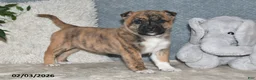 Mixed Breed dogs for sale: Treva - Ad 1