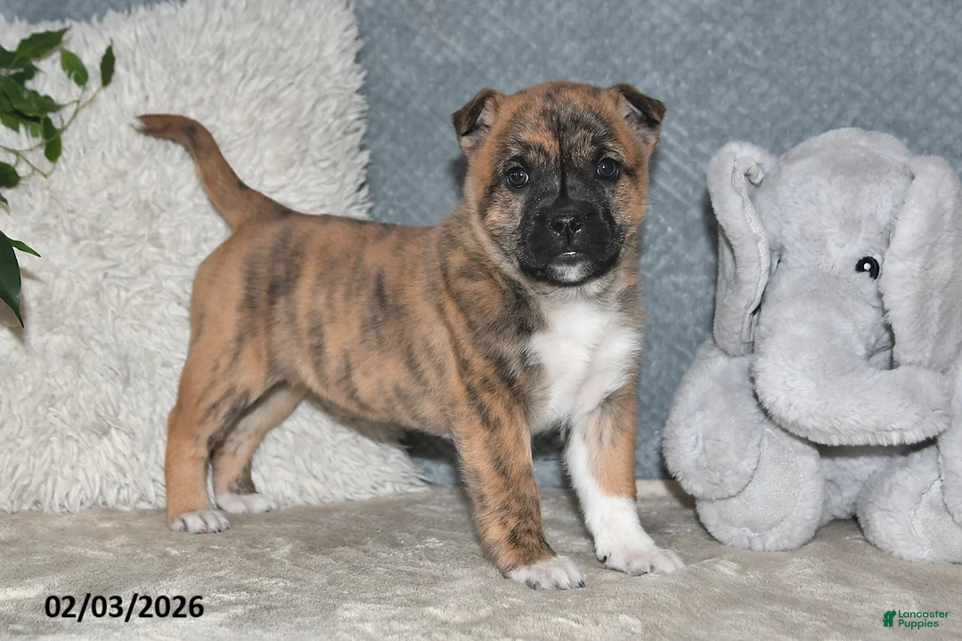 Mixed Breed dogs for sale: Treva - Ad 1
