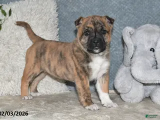 Mixed Breed dogs Treva - Ad 10