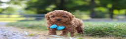 Cavapoo dogs for sale: Nash - Ad 6