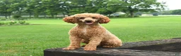 Mini Goldendoodle dogs for sale: Linford - Ad 7
