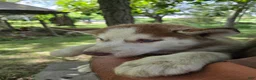 Siberian Husky dogs for sale: Valerie  - Ad 4