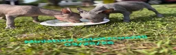 Xoloitzcuintle dogs for sale: Xoloitzcuintle Male Mini  - Ad 7