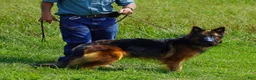 German Shepherd dogs for sale: German Shepherd female red collar - Ad 7