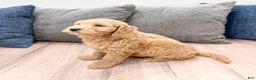 Mini Goldendoodle dogs for sale: Heidi - Ad 5