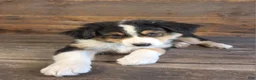 Australian Shepherd dogs for sale: Benjamin - Ad 2