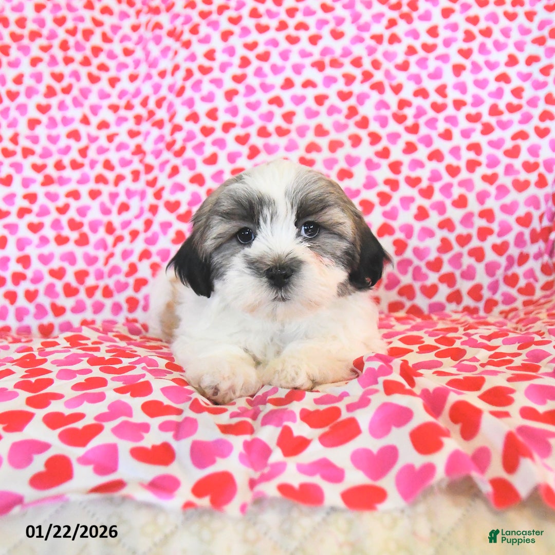 Teddy Bear dogs for sale: Regan - Ad 2