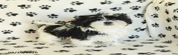 Shih Tzu dogs for sale: Crinkles - Ad 3