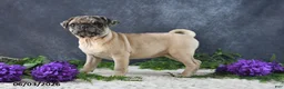 Pug dogs for sale: Gracelyn - Ad 5