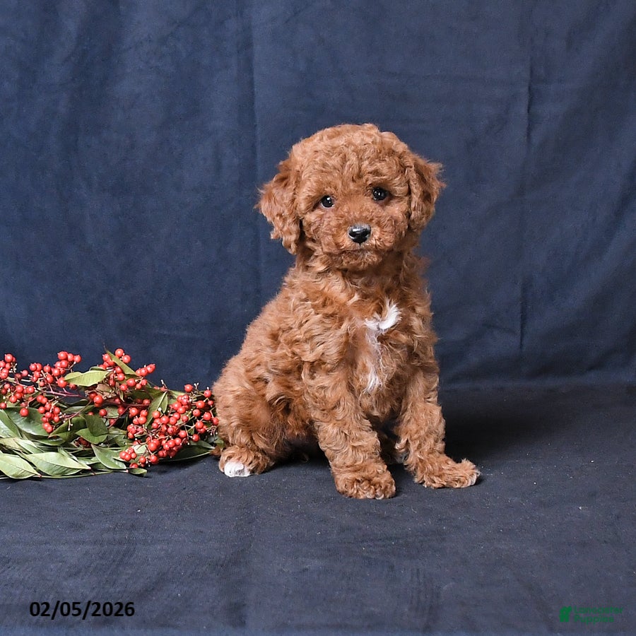 Miniature Poodle dogs Oakley - Ad 16