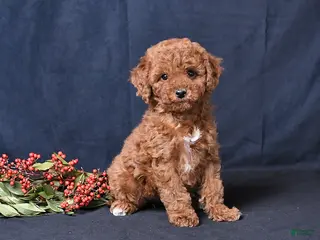 Miniature Poodle dogs Oakley - Ad 27