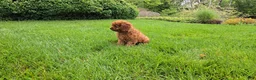 Cavapoo dogs for sale: Hope - Ad 11