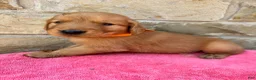 Golden Retriever dogs for sale: Golden Retriever 1 - Ad 2
