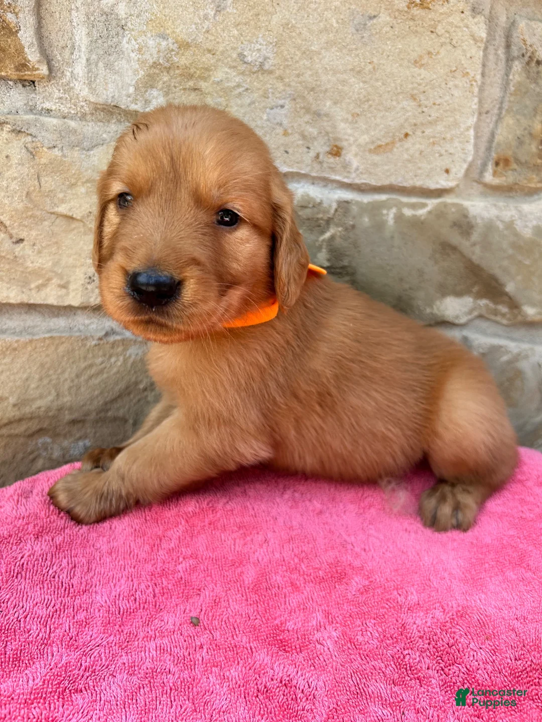 Golden Retriever dogs for sale: Golden Retriever 1 - Ad 2