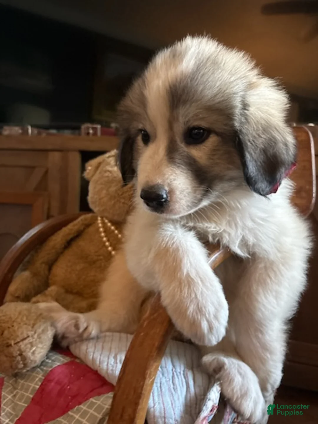 Great Pyrenees dogs for sale: Jinx - Ad 1