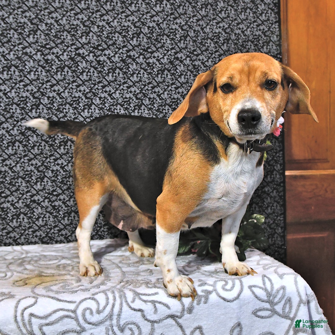 Puggle dogs for sale: Herbo - Ad 16