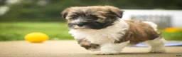 Havanese dogs for sale: Rookie Havanese  - Ad 11
