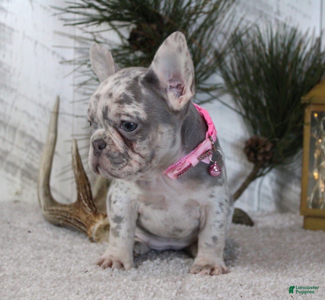 French Bulldog dogs for sale: Prada - Ad 2