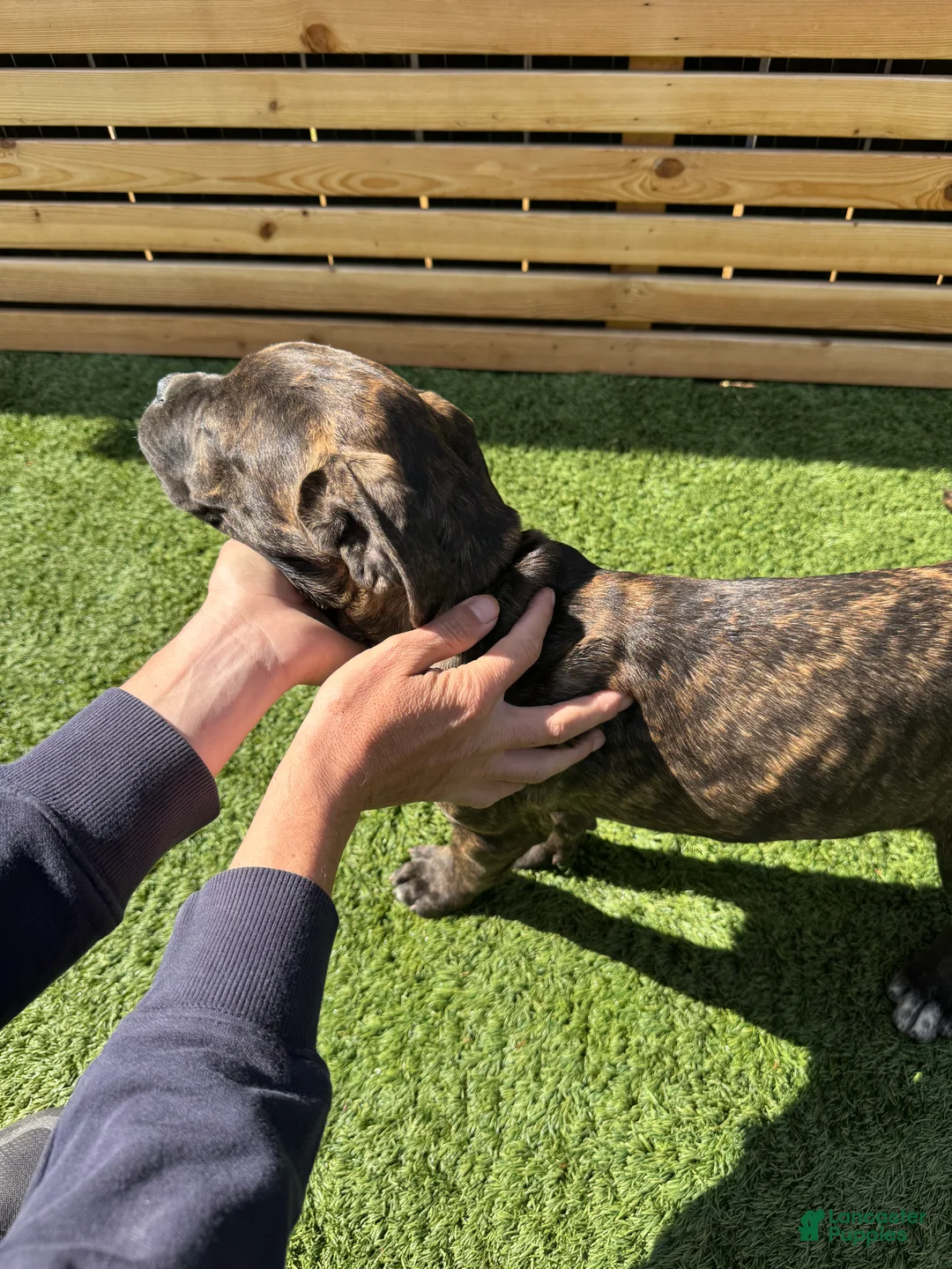 Cane Corso dogs for sale: Cane Corso Puppy 3 - Ad 3