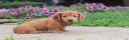 Miniature Dachshund dogs for sale: Ethan - Ad 4