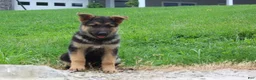 German Shepherd dogs for sale: Eve - Ad 4