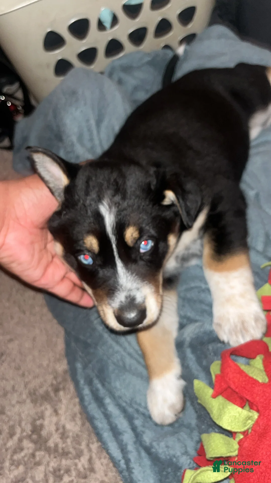 Mixed Breed dogs for sale: Mixed Breed Puppy 1 - Ad 2