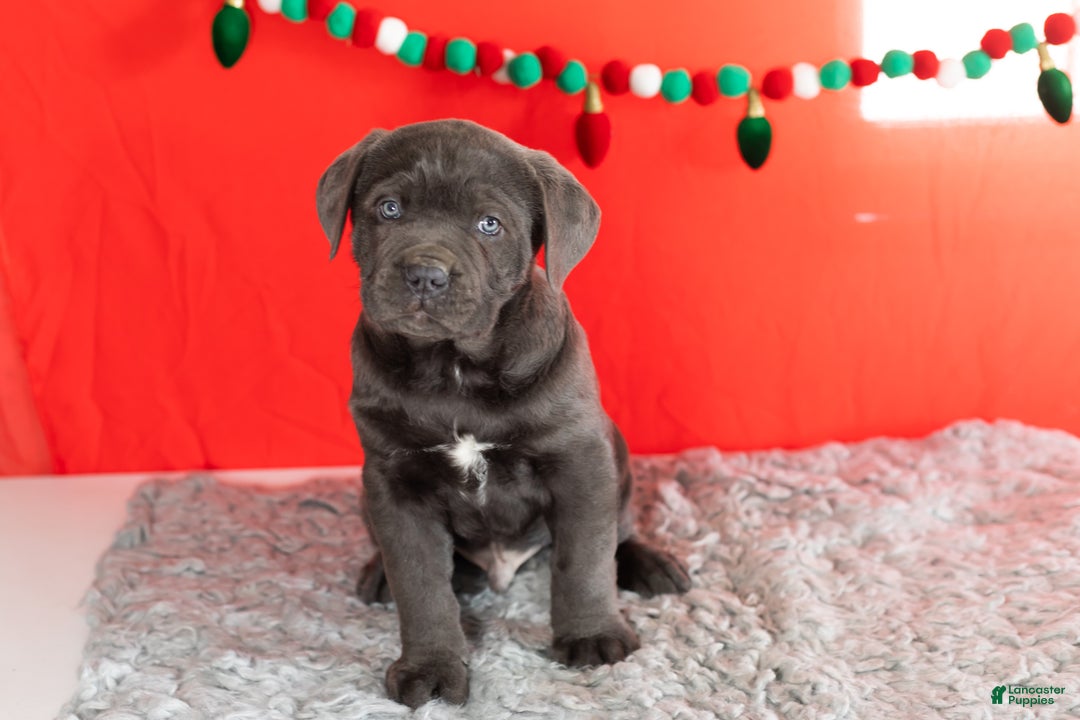 Cane Corso dogs for sale: Theo - Ad 2