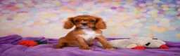 Cavalier King Charles Spaniel dogs for sale: Chase - Ad 8
