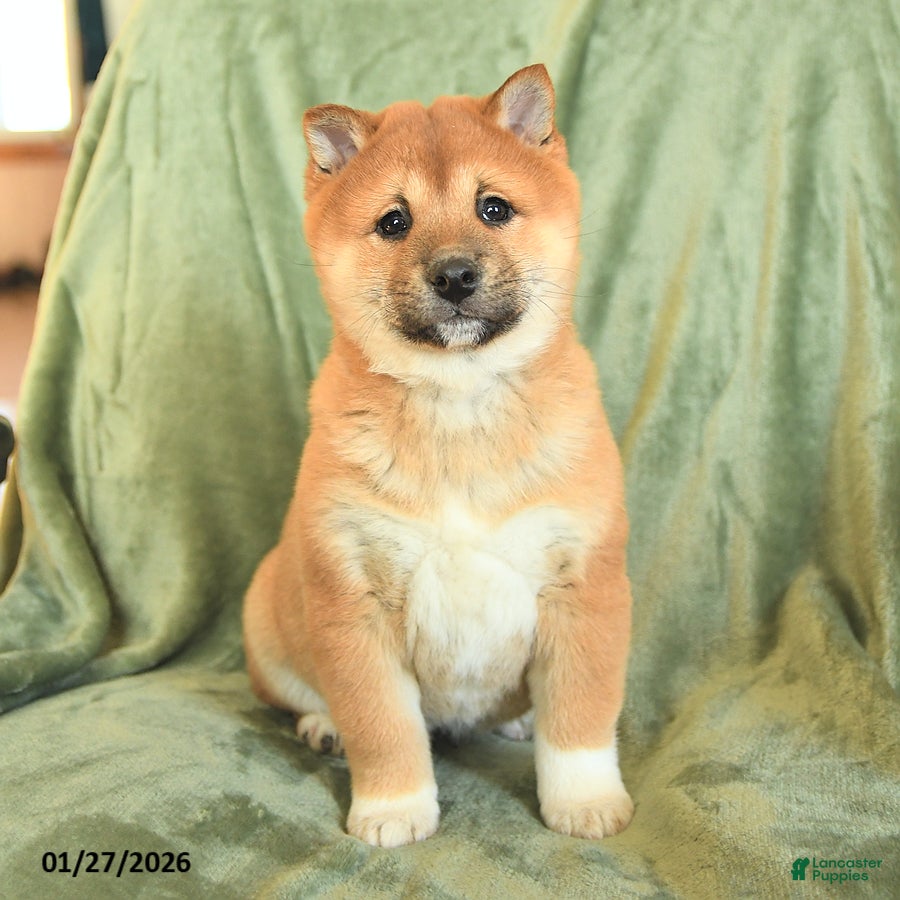 Shiba Inu dogs Nelson - Ad 39