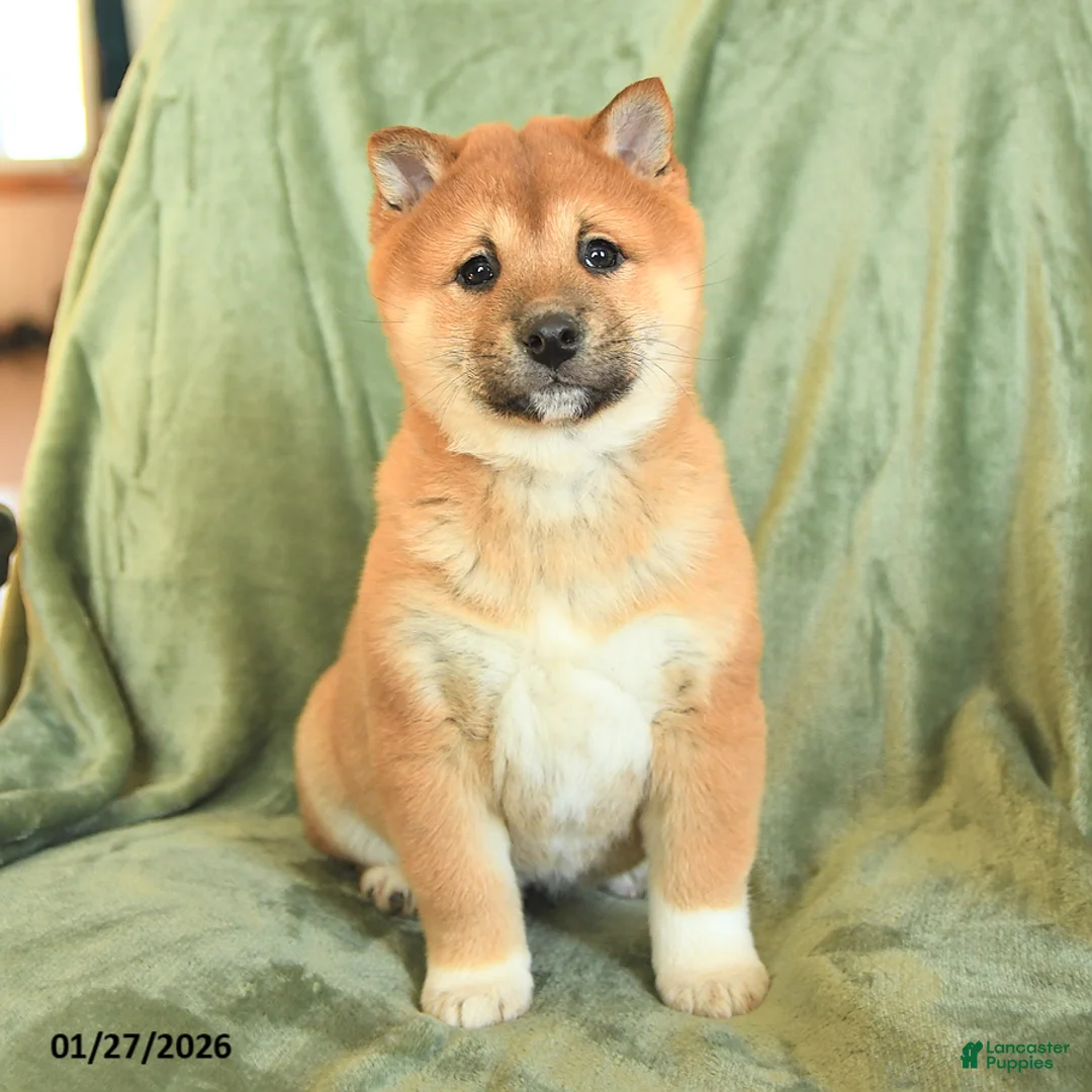 Shiba Inu dogs for sale: Nelson - Ad 1