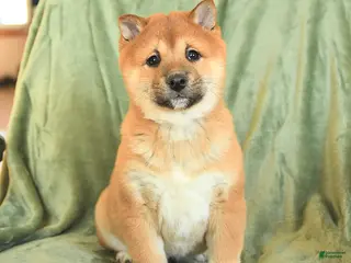 Shiba Inu dogs Nelson - Ad 39