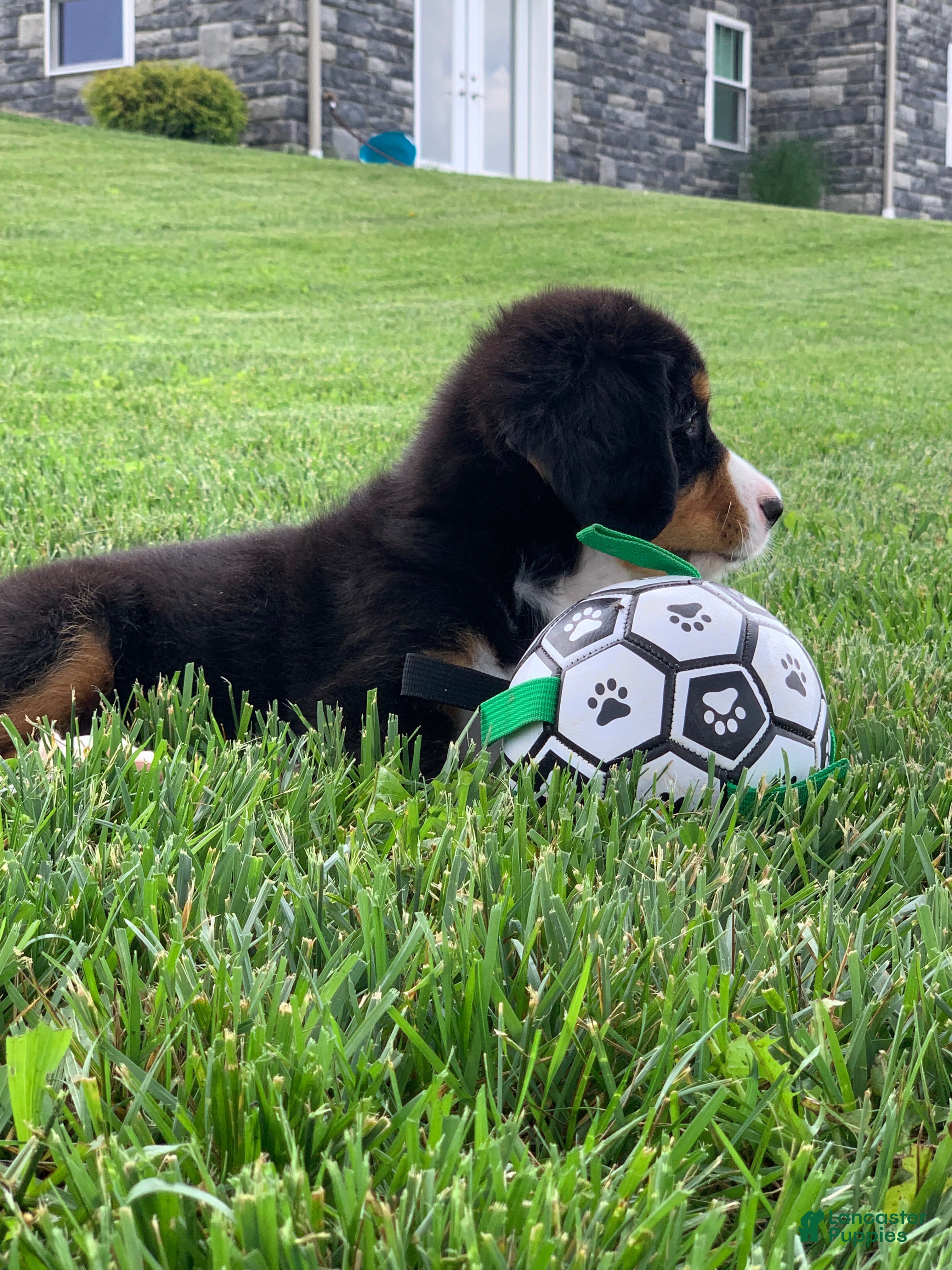 Bernese Mountain Dog dogs Pluto - Ad 2