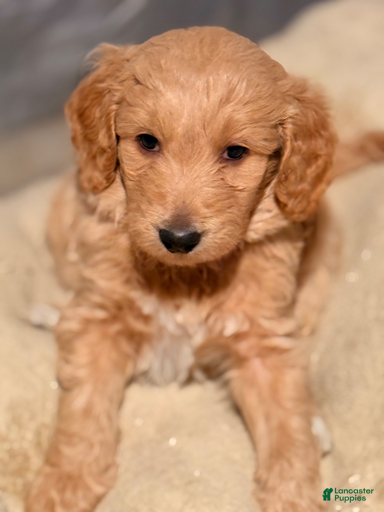 Goldendoodle dogs Goldendoodle Puppy 4 - Ad 42
