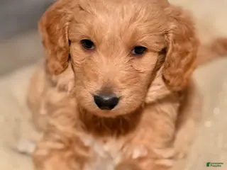 Goldendoodle dogs Goldendoodle Puppy 4 - Ad 42