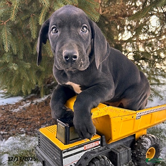 Great Dane dogs Samson - Ad 2