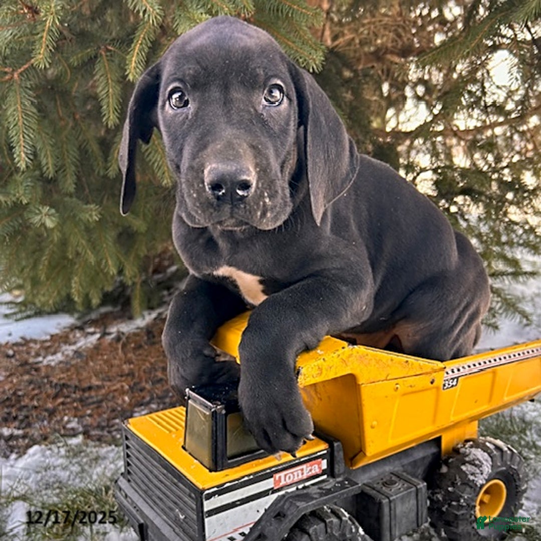 Great Dane dogs for sale: Samson - Ad 1