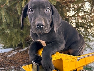 Great Dane dogs Samson - Ad 2