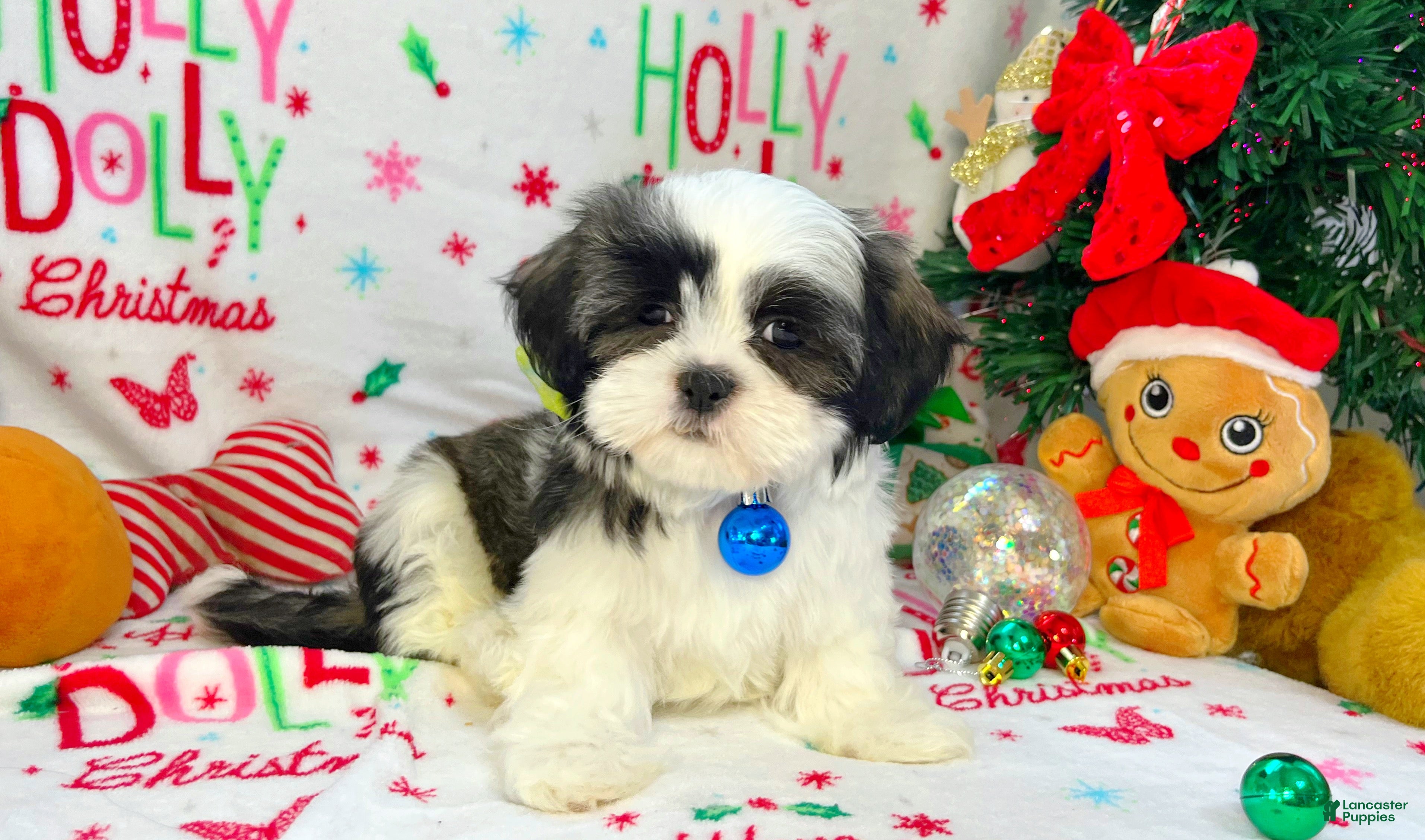 Shih Tzu dogs Jingles  - Ad 4