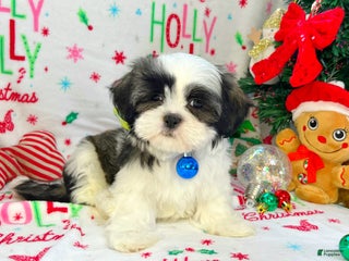 Shih Tzu dogs Jingles - Ad 2