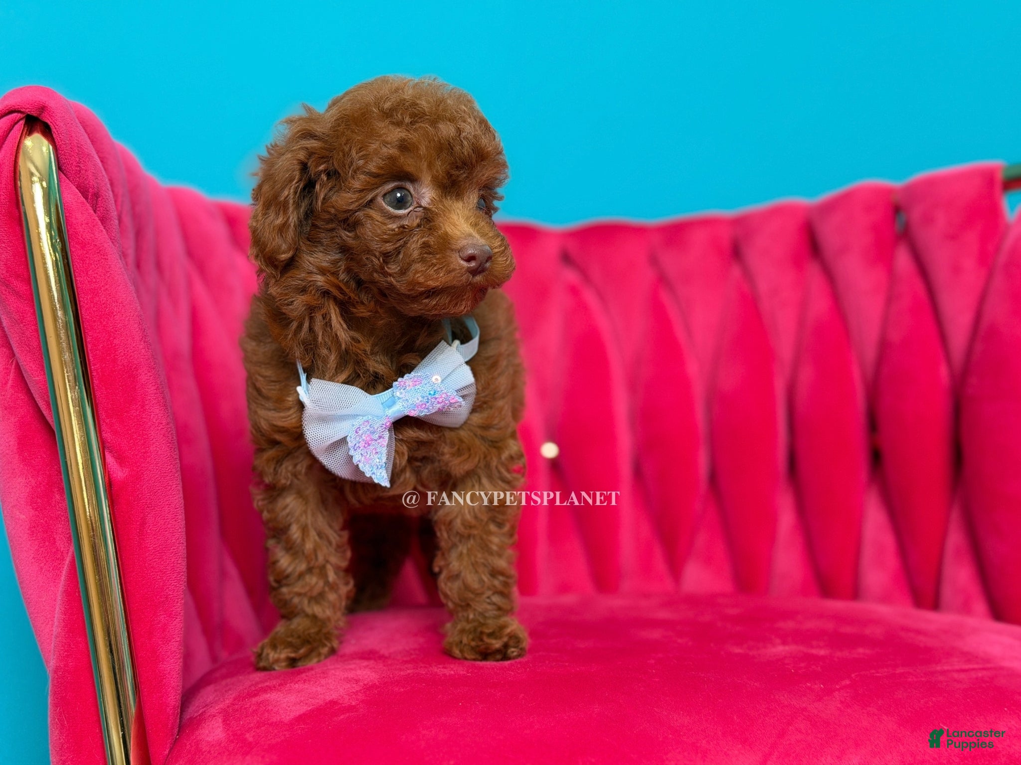 Toy Poodle dogs King of my heart - Ad 1