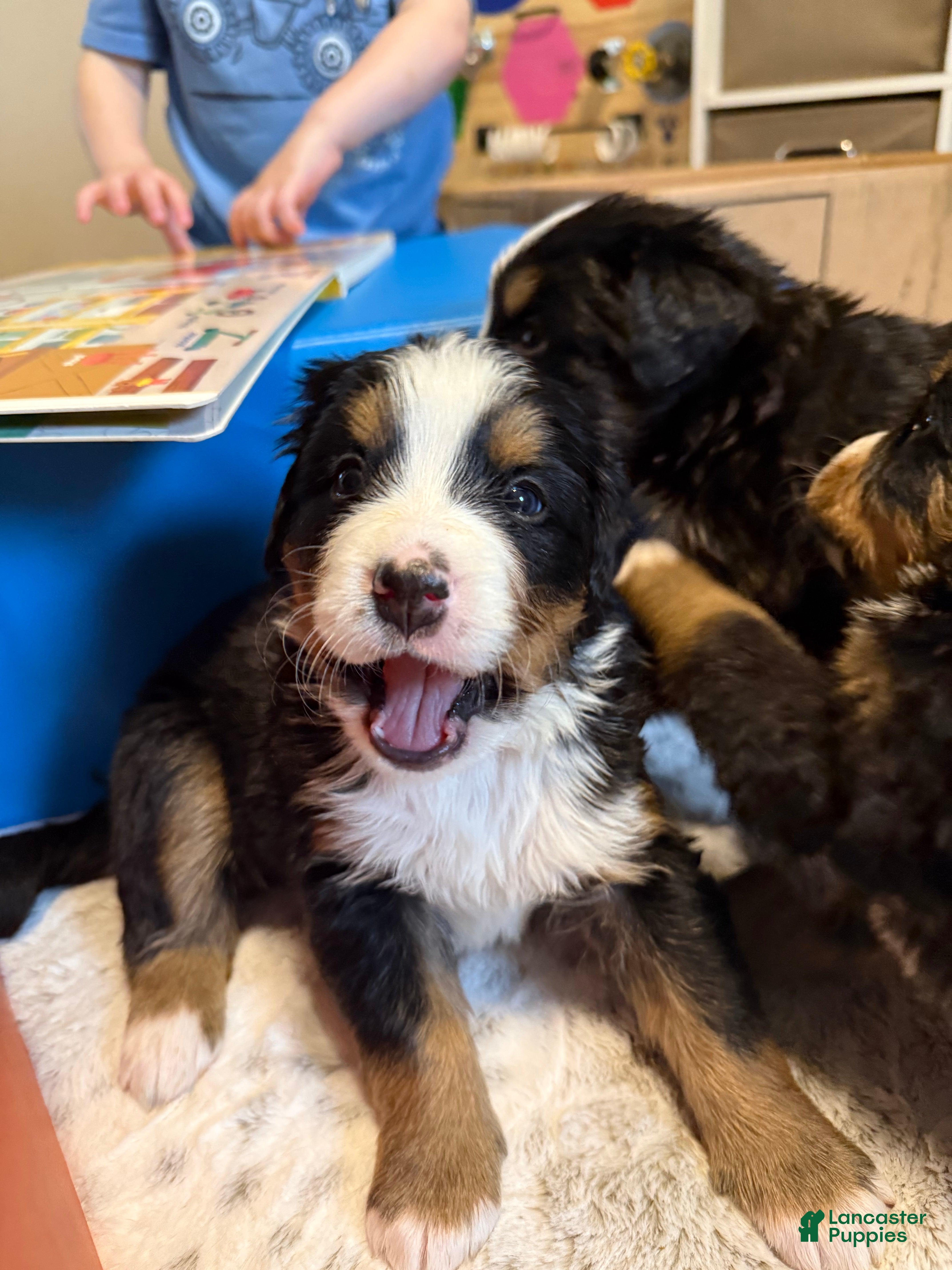 Bernese Mountain Dog dogs Nemo - Ad 41