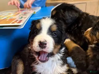 Bernese Mountain Dog dogs Nemo - Ad 20