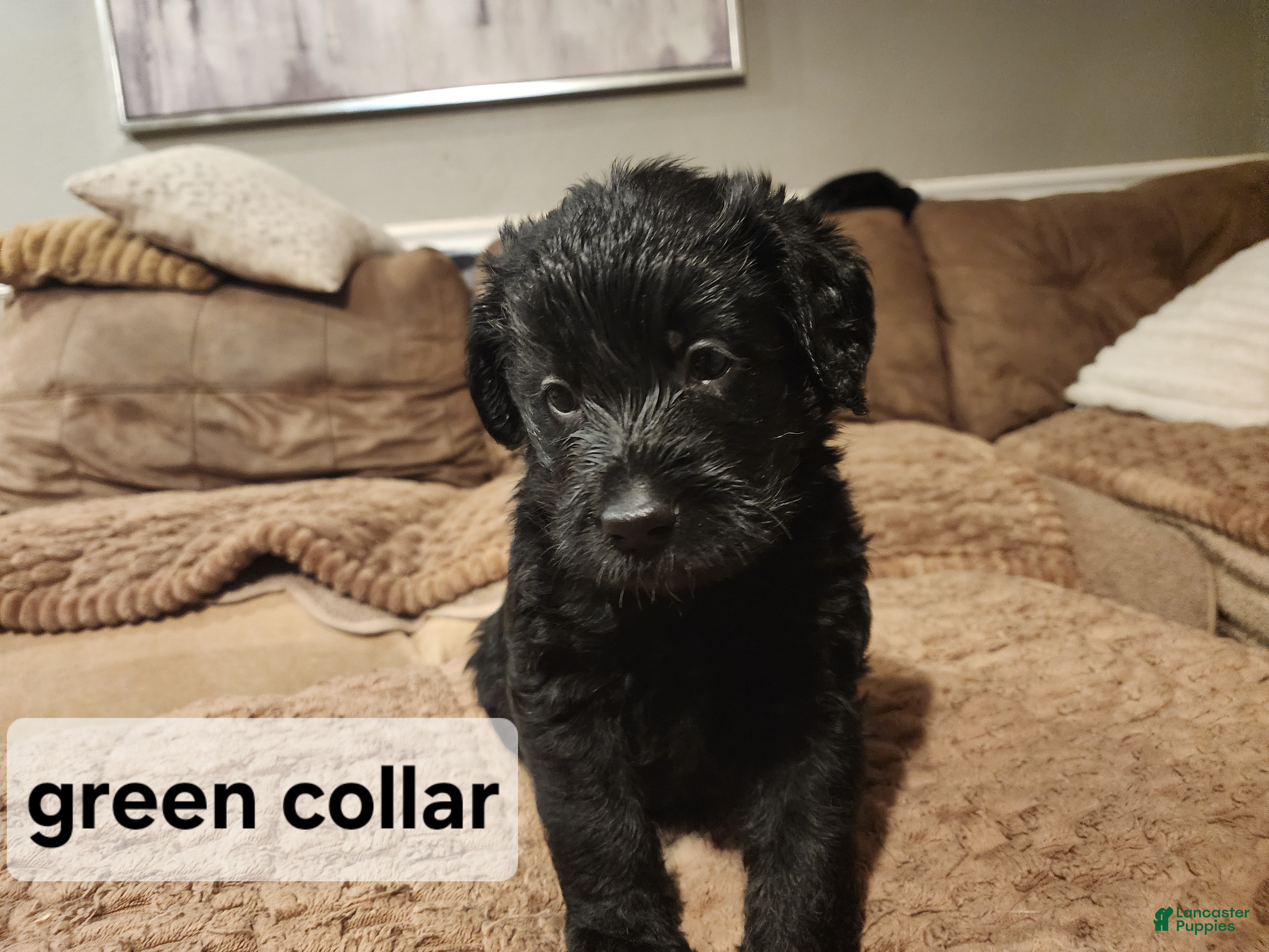 Labradoodle dogs Labradoodle green collar - Ad 2