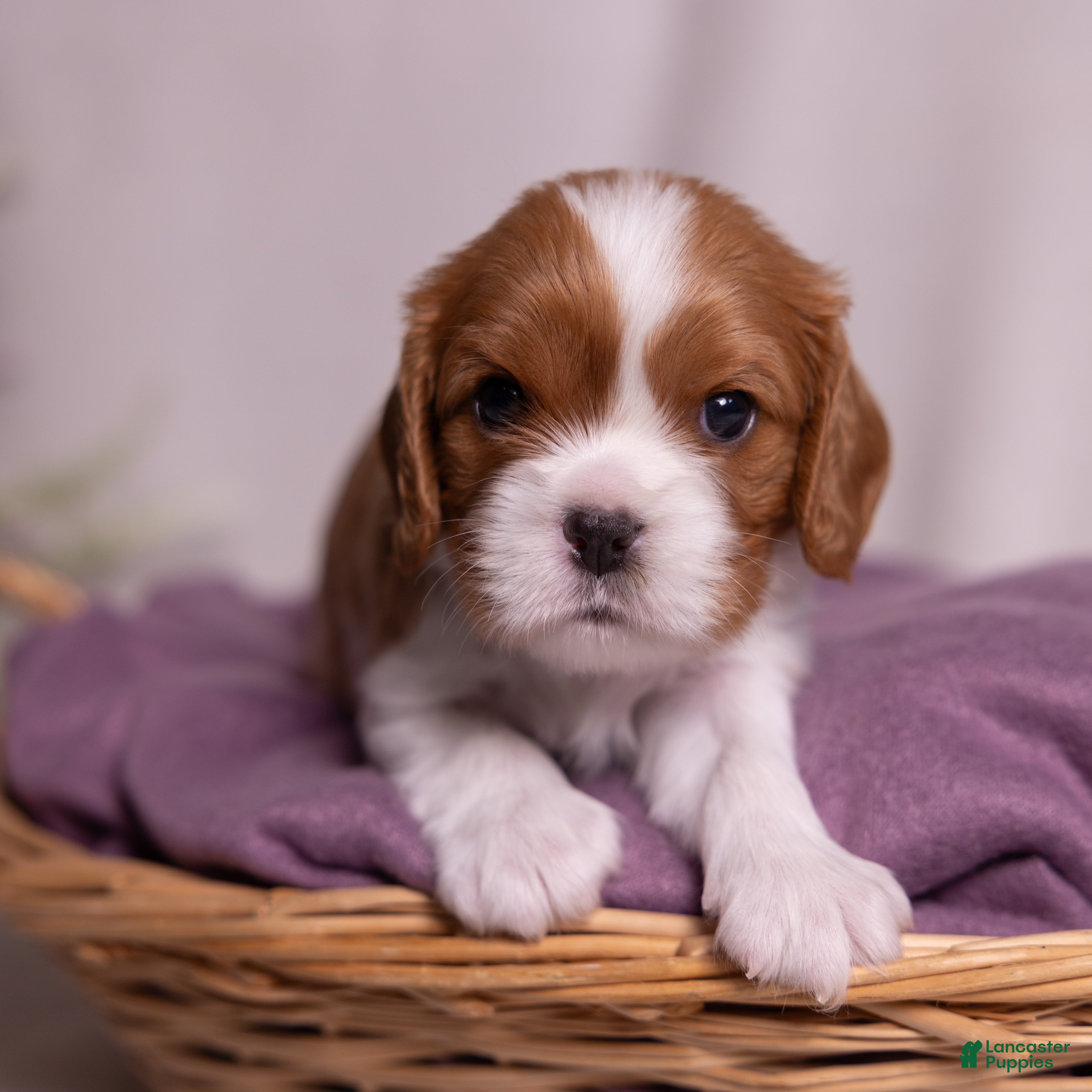 Cavalier King Charles Spaniel dogs Caroline - Ad 1